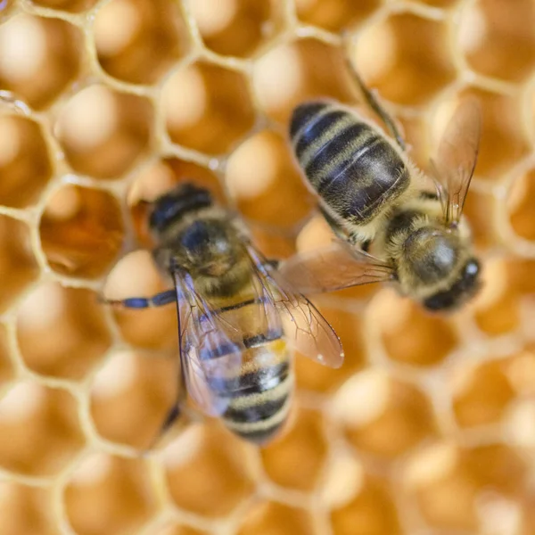 Hunajamehiläisten Lähikuva Mehiläispesässä Kesäisin — kuvapankkivalokuva