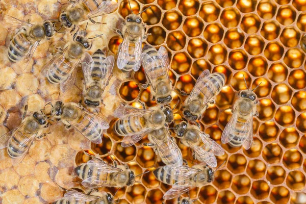 Primer Plano Las Abejas Melíferas Panal Colmenar Verano —  Fotos de Stock