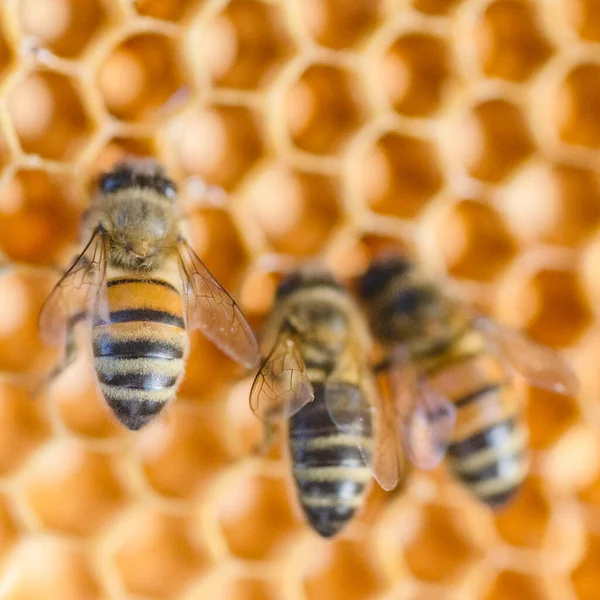 Closeup Honey Bees Honeycomb Apiary Summertime Stock Image