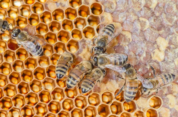 Primer Plano Las Abejas Melíferas Panal Colmenar Verano —  Fotos de Stock