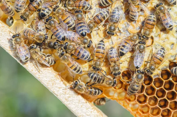Arı Kovanında Bal Arılarına Yakın Çekim Yaz Mevsiminde — Stok fotoğraf