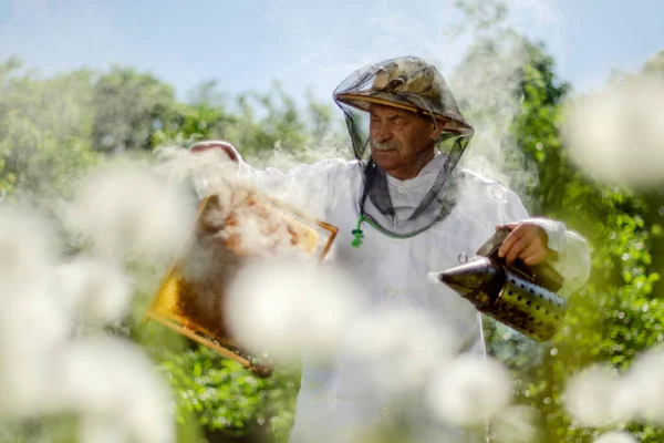 Senior Apiarist Bijenhouderij Inspectie Het Voorjaar — Stockfoto