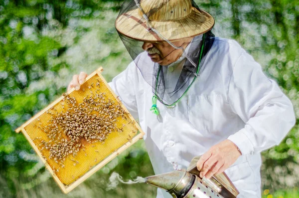 Starszy Pszczelarz Pasiece Przeprowadzający Inspekcję Wiosną — Zdjęcie stockowe