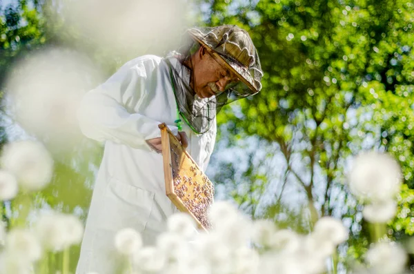Starszy Pszczelarz Pasiece Przeprowadzający Inspekcję Wiosną — Zdjęcie stockowe