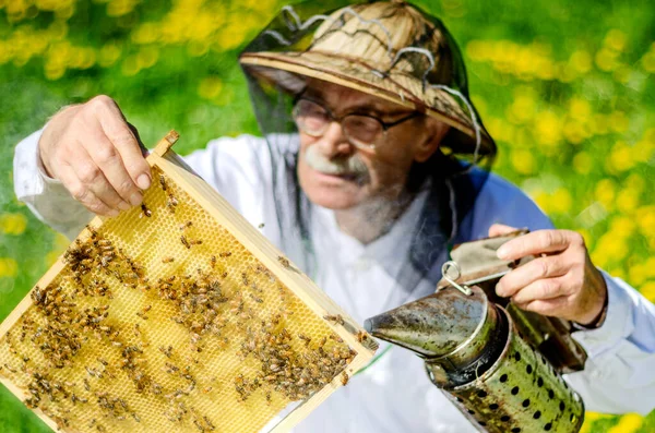Vrchní Včelař Včelařské Inspekce Jaře Stock Snímky