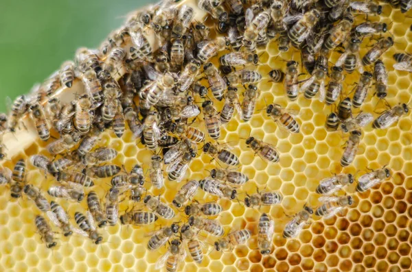 Honingbijen Honingraat Bijenstal Het Voorjaar — Stockfoto