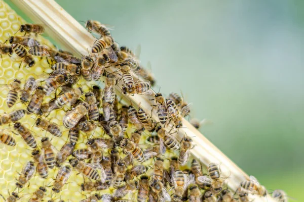 Abejas Melíferas Panal Colmenar Primavera — Foto de Stock