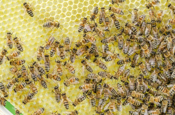 Honingbijen Honingraat Bijenstal Het Voorjaar — Stockfoto