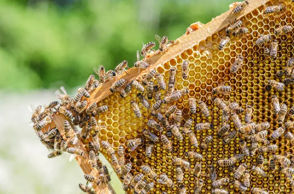 Bahar Mevsiminde Arıda Bal Peteği Üstünde Bal Arıları — Stok fotoğraf