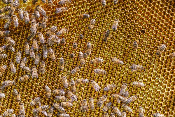 Honigbienen Auf Der Bienenwabe Bienenhaus Frühling — Stockfoto