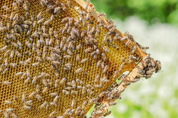 ハニーコームのミツバチが春になると — ストック写真