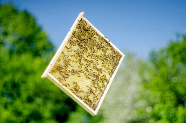 Honey Bees Honeycomb Apiary Springtime — Stock Photo, Image