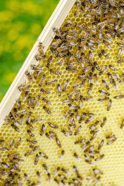 Abejas Melíferas Panal Colmenar Primavera —  Fotos de Stock