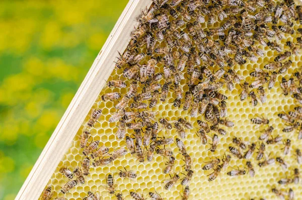 Abejas Melíferas Panal Colmenar Primavera —  Fotos de Stock