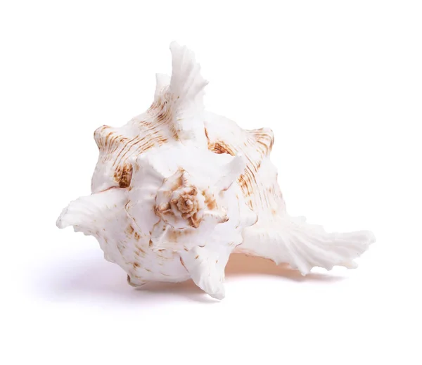 Sea shell isolated on white — Stock Photo, Image