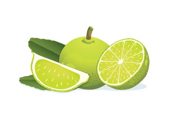 Lime and half with slice. — Stock Vector