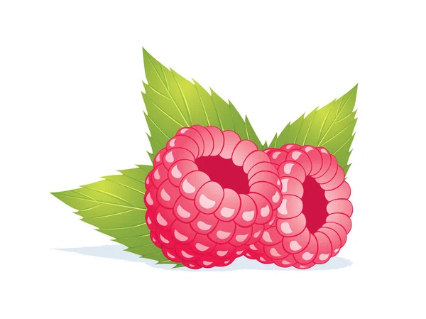 2raspberries. — Stock Vector