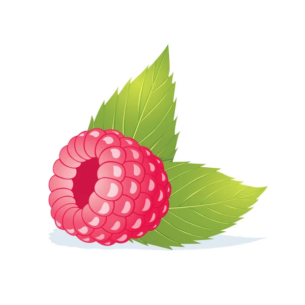 Raspberry and leaves. — Stock Vector