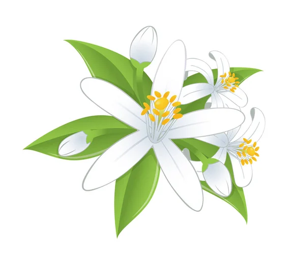 Flores y hojas de azahar . — Vector de stock