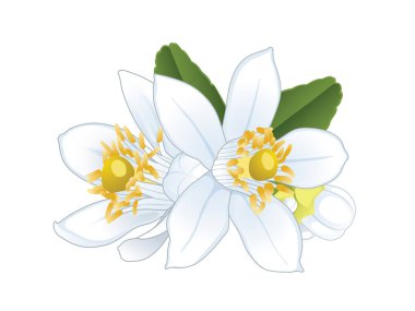 Beyaz arkaplanda kireç çiçekleri ve yapraklar izole edilmiş.