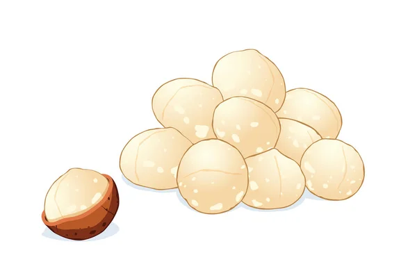 Noix Macadamia Isolées Sur Fond Blanc — Image vectorielle