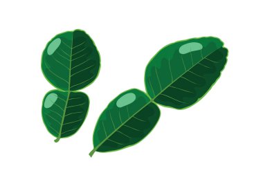 Beyaz arkaplanda izole edilmiş Kaffir kireç yaprağı veya kireç yaprağı.