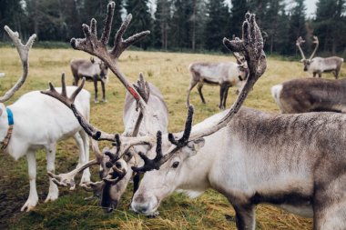 Sürünün görüntüsü Ruka, Kuusamo, Finlandiya 'yı zorluyor
