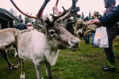 Çiftlikte, Ruka 'da, Kuusamo' da, Finlandiya 'da,