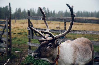 Ruka, Kuusamo, Finlandiya 'da Hart' ın Portresi