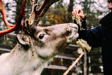 Çiftlikte beslenen adam, Ruka, Kuusamo, Finlandiya
