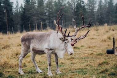 Ruka, Kuusamo, Finlandiya 'da Hart' ın Portresi