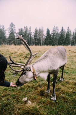 Ruka, Kuusamo, Finlandiya 'da Hart' ın Portresi