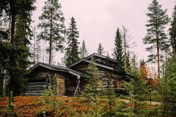 Portretul Lui Hart Ruka Kuusamo Finlanda — Fotografie, imagine de stoc