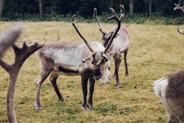 Blick Auf Die Herde Harts Ruka Kuusamo Finnland — Stockfoto