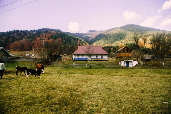 Vista Aldeia Zelene Ucrânia Conceito Viagem — Fotografia de Stock