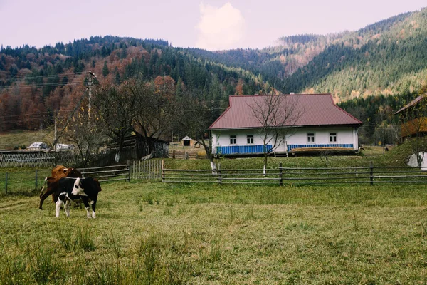 Zelene Köyü Ukrayna Seyahat Kavramı — Stok fotoğraf