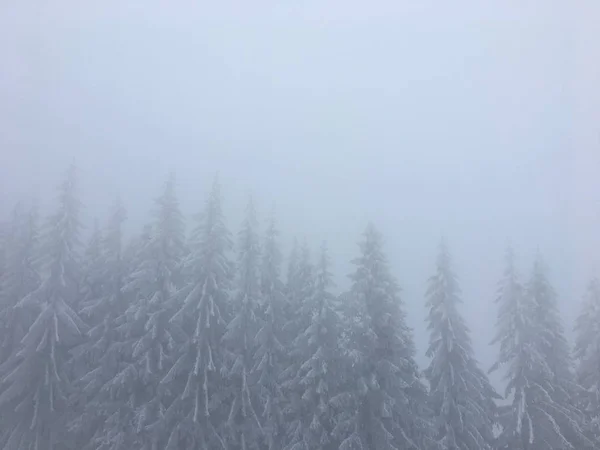 Зимний Горный Пейзаж Туманных Карпатах — стоковое фото