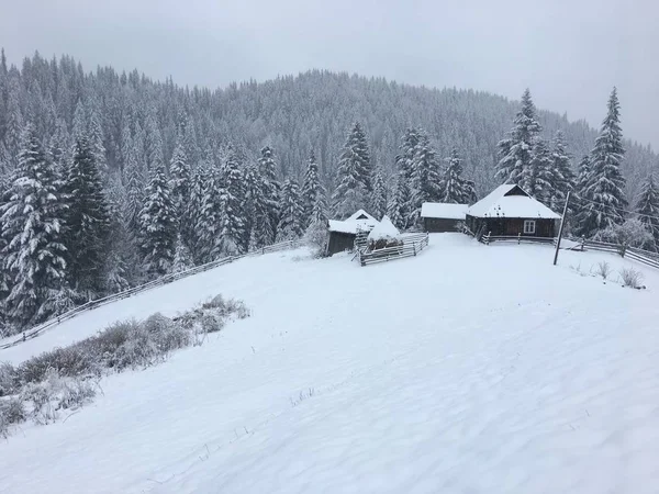 Зимний Горный Пейзаж Туманных Карпатах — стоковое фото