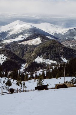 Kış mevsiminde Dzembronya manzarası, Ukrayna, seyahat kavramı 