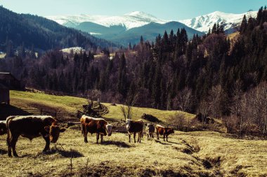 Bystrets köyü, Ivano-Frankivsk, Ukrayna 