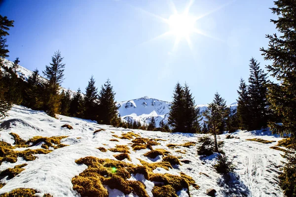 Senderismo Las Montañas Shpytsi Temporada Invierno Concepto Viaje Ucrania — Foto de Stock