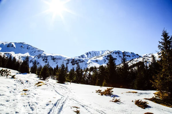 冬の季節に山Shpytsiへのハイキング 旅行のコンセプト ウクライナ — ストック写真