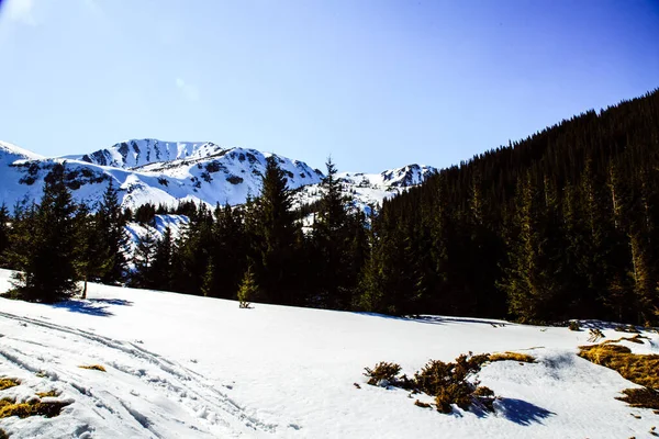 Senderismo Las Montañas Shpytsi Temporada Invierno Concepto Viaje Ucrania — Foto de Stock