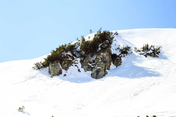 冬の季節に山Shpytsiへのハイキング 旅行のコンセプト ウクライナ — ストック写真