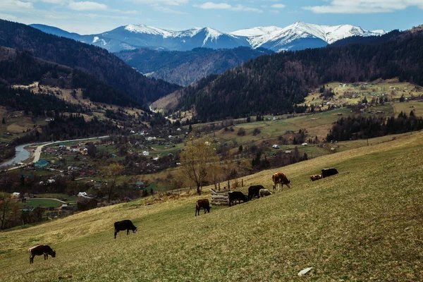 Krávy Pasoucí Louce Horách Pozadí — Stock fotografie