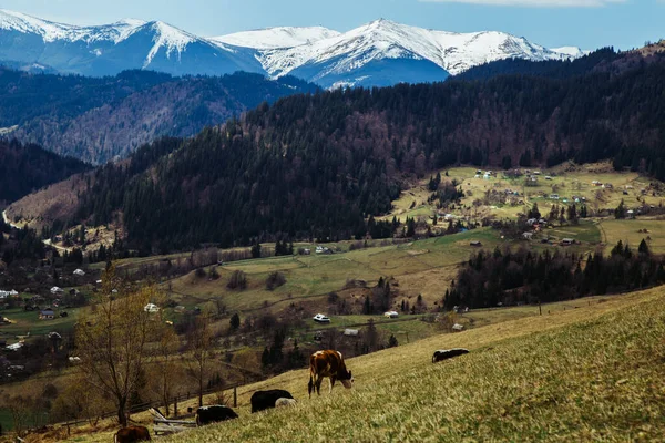 奶牛在高山背景的草地上吃草 — 图库照片
