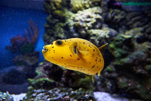 Yellow fish swimming under water in aquarium