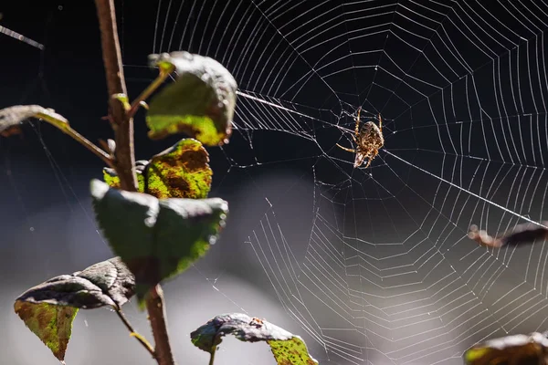 Podzim Pavučina Slunci Pavouk Čekající Svou Kořist Přírodě — Stock fotografie