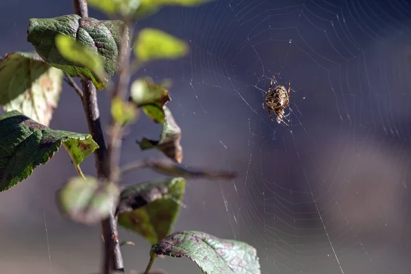 Podzim Pavučina Slunci Pavouk Čekající Svou Kořist Přírodě — Stock fotografie
