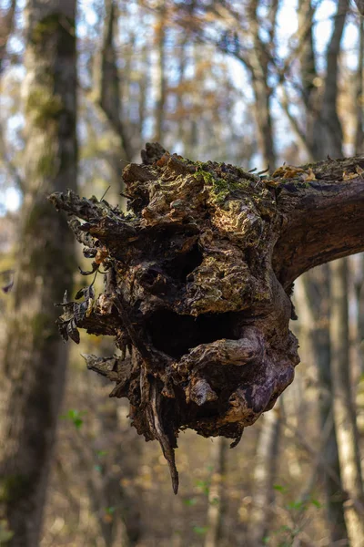 Raíz Árbol Dañado Por Viento Flotando Otro Árbol Área Boscosa — Foto de Stock